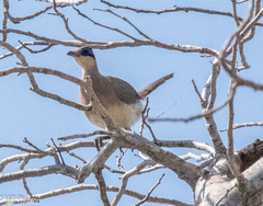 Coua ruficeps olivaceiceps
