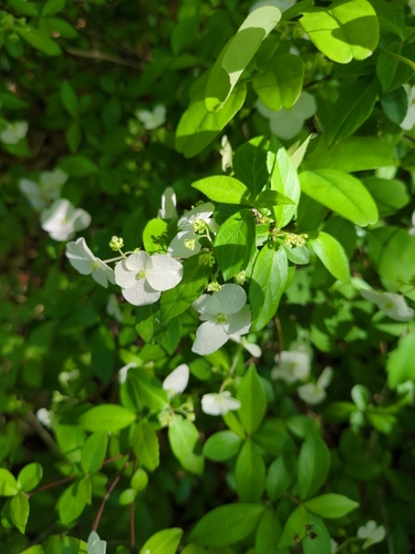 Hydrangea luteovenosa, photograph 5