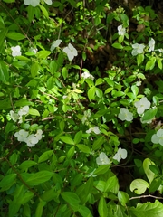 Hydrangea luteovenosa, photograph (c) harum.koh, some rights reserved (CC BY-SA)