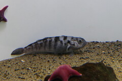 Bald Notothen photo 5