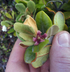 Pittosporum serpentinum