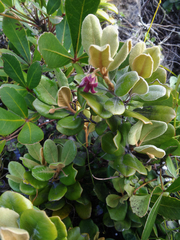 Pittosporum serpentinum