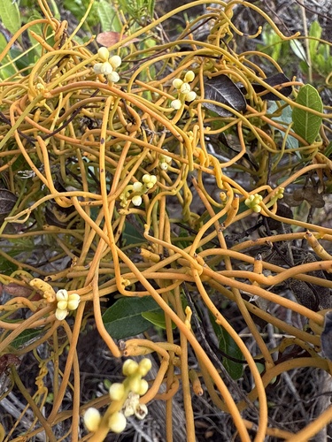 Cassytha filiformis observed 2025-04-30