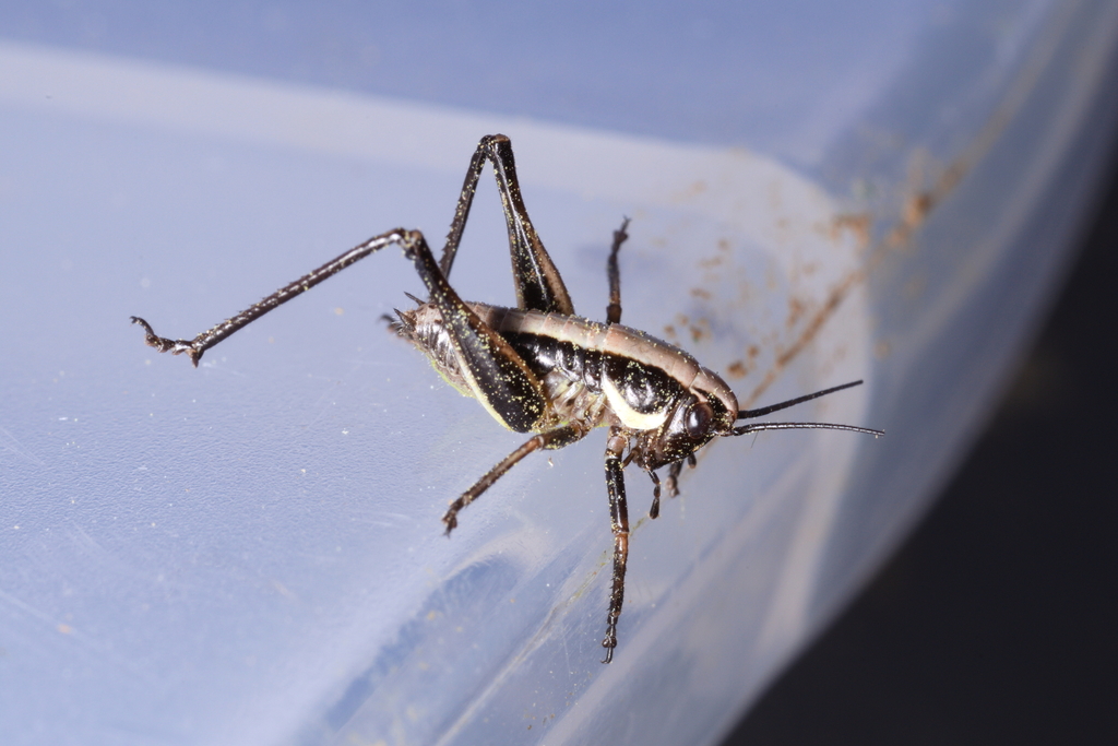 Fischer's Bush-cricket