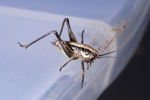 Fischer's Bush-cricket