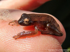 Dendropsophus nanus