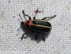 Eudiagogus episcopalis