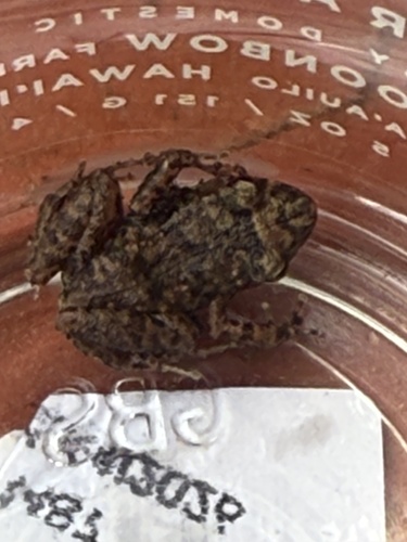 Eleutherodactylus planirostris observed 2025-04-26