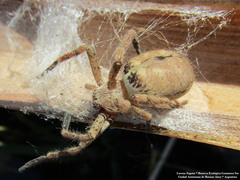 Polybetes rapidus