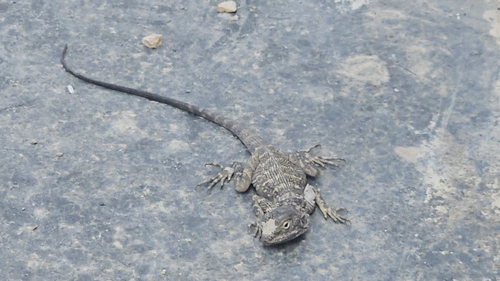 Large-scaled Rock Agama
