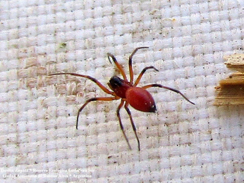Sphecozone ignigena