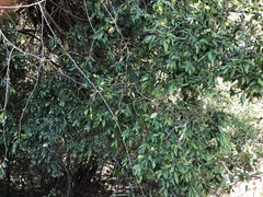Backhousia myrtifolia