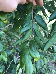 Backhousia myrtifolia