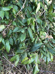 Backhousia myrtifolia