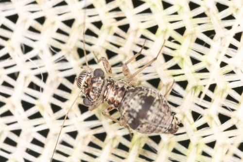 Mesopsocus unipunctatus photo 5