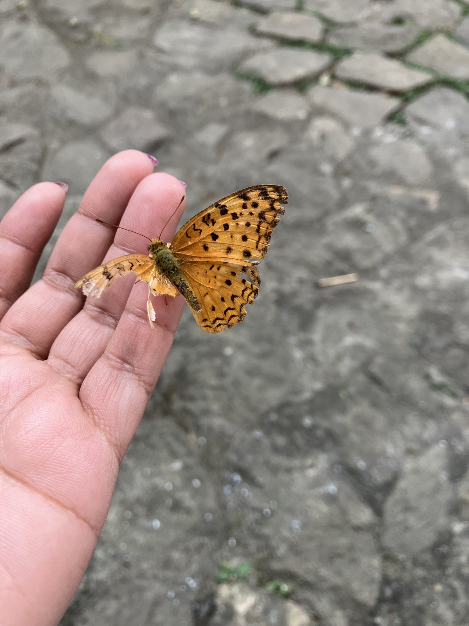 Common Leopard