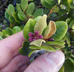 Pittosporum serpentinum