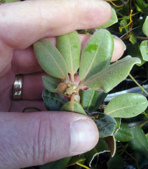 Pittosporum serpentinum