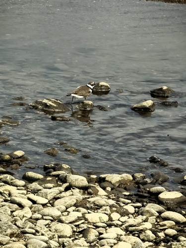 Little Ringed Plover