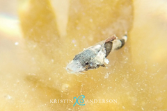 Platycephalidae