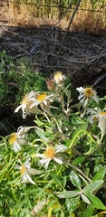 Olearia pannosa