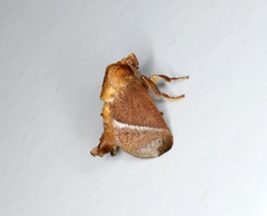Birthamula rufa