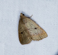 Bocula caradrinoides