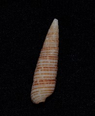 Cacozeliana granarium