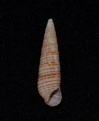 Cacozeliana granarium