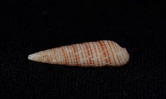 Cacozeliana granarium