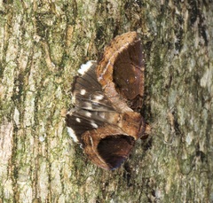 Ercheia cyllaria