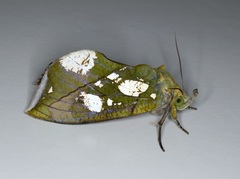 Eudocima hypermnestra