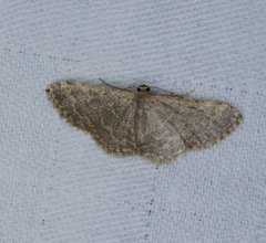 Idaea costiguttata