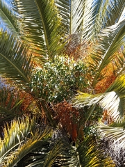 Asparagus asparagoides