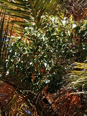 Asparagus asparagoides