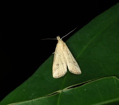 Luceria striata