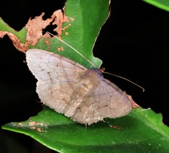 Mecodina bisignata