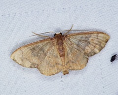 Metallaxis semipurpurascens