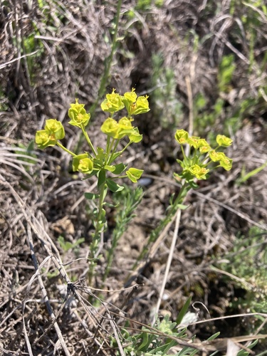 steppe spurge