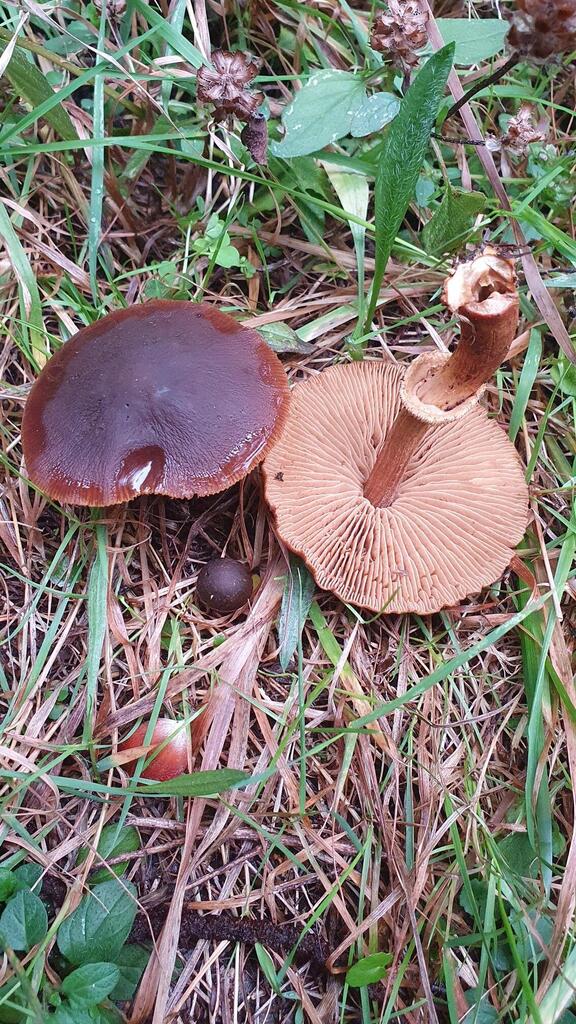 Descolea phlebophora