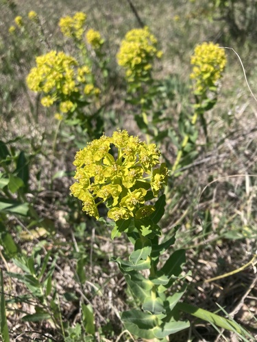 shining spurge