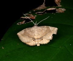 Pangrapta curtalis