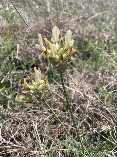 Astragalus albicaulis