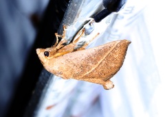 Quasithosea obliquistriga