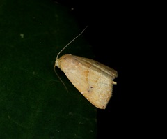 Rivula inconspicua