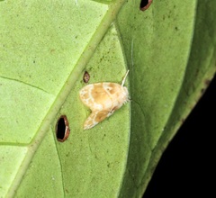 Schistophleps bipuncta