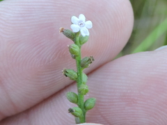 Verbena scabra