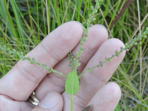 Image of Verbena scabra by (c) Sam Kieschnick, some rights reserved (CC BY)