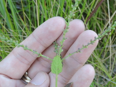 Verbena scabra