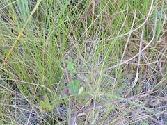 Verbena scabra